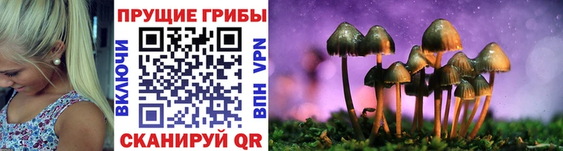 Псилоцибиновые грибы Psilocybe  как найти закладки  Санкт-Петербург 